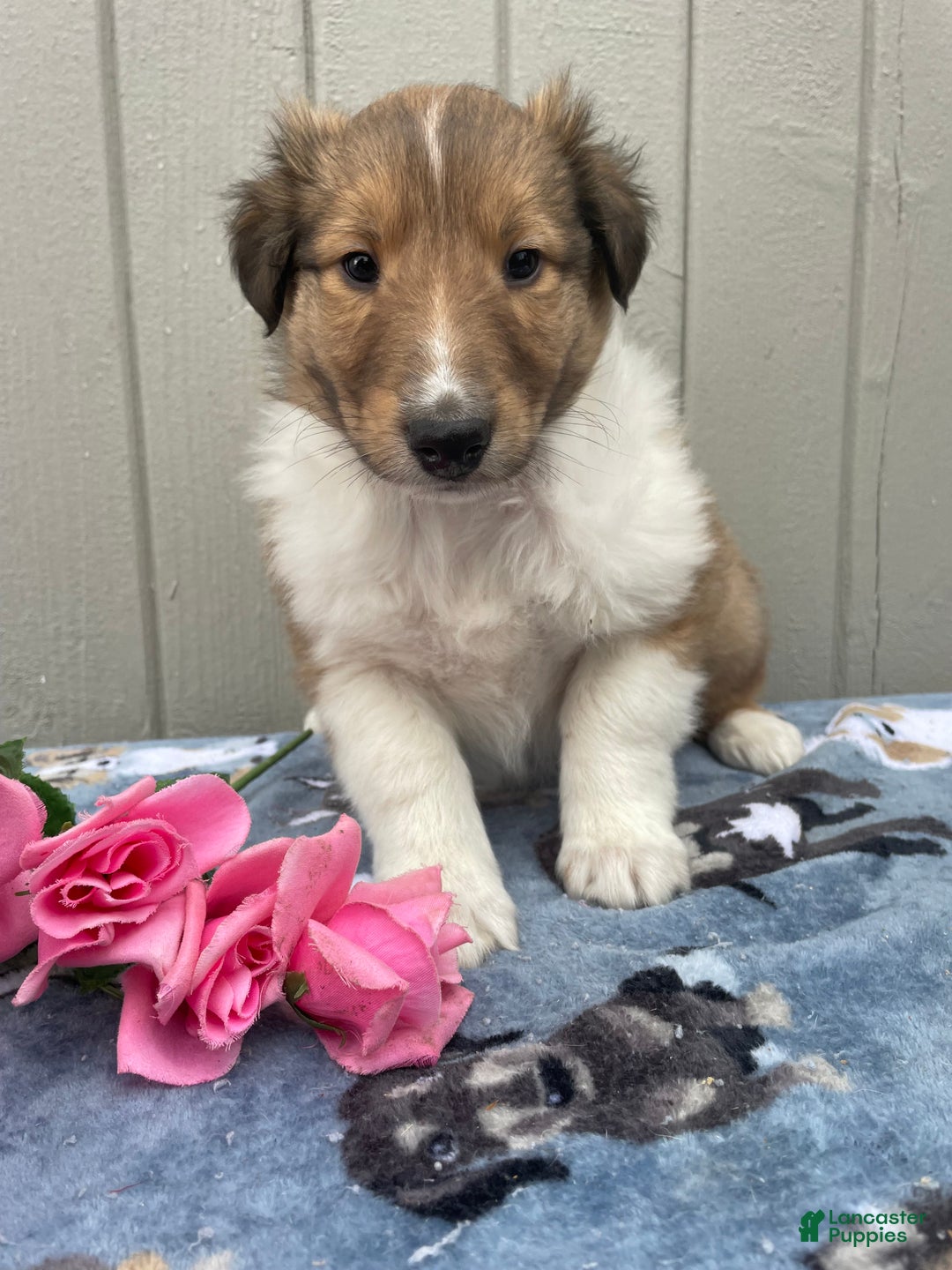 Collie dogs for sale: Connor - Ad 1