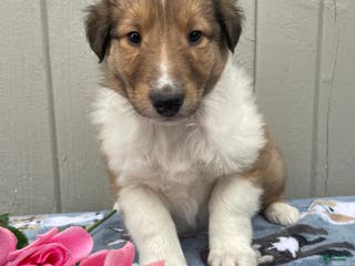 Collie dogs Connor - Ad 19