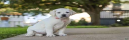 Labrador Retriever dogs for sale: Sherry - Ad 3