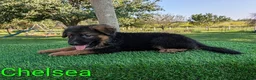 German Shepherd dogs for sale: Chelsea - Ad 5