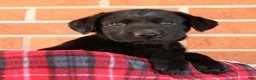 Labrador Retriever dogs for sale: Ricky - Ad 7