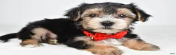 Morkie dogs for sale: Jake - Ad 7