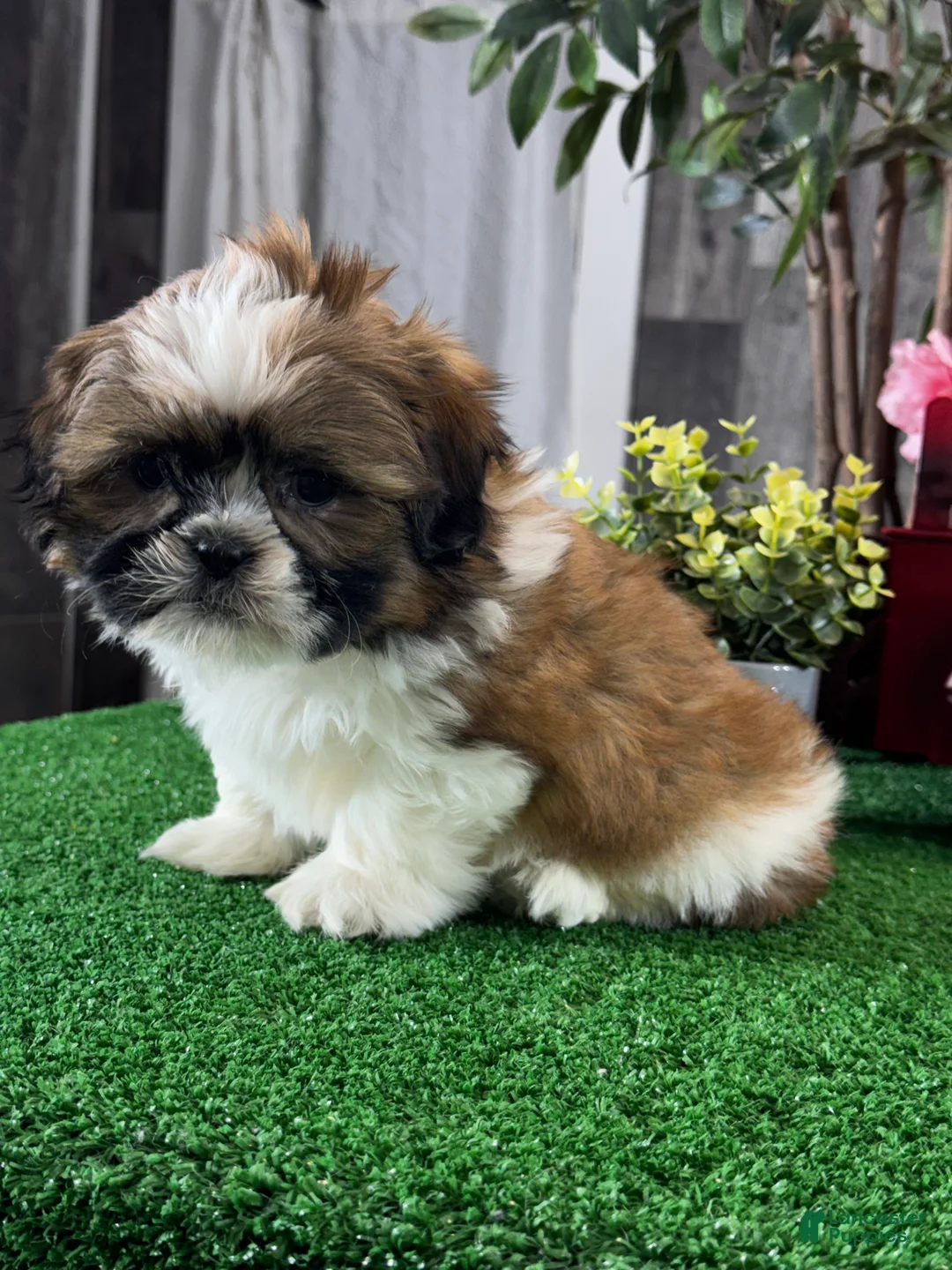 Shih Tzu dogs for sale: Simba - Ad 2