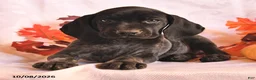 German Shorthaired Pointer dogs for sale: Charmer - Ad 2