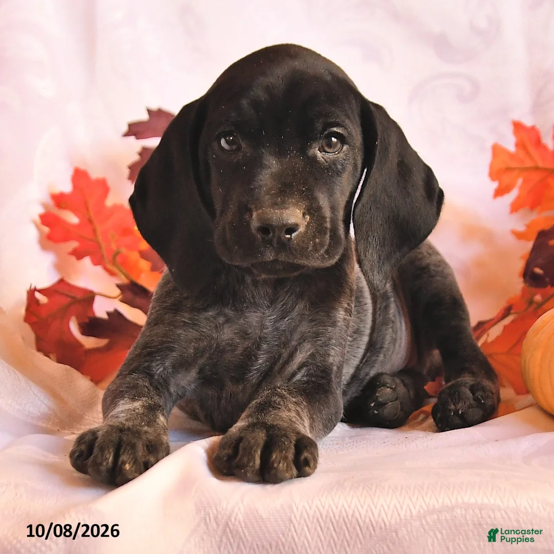 German Shorthaired Pointer dogs for sale: Charmer - Ad 2