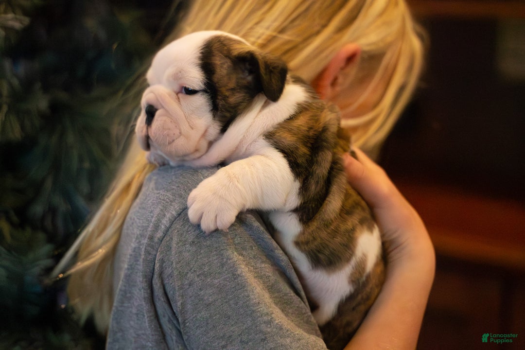 English Bulldog dogs for sale: Lucy - Ad 11