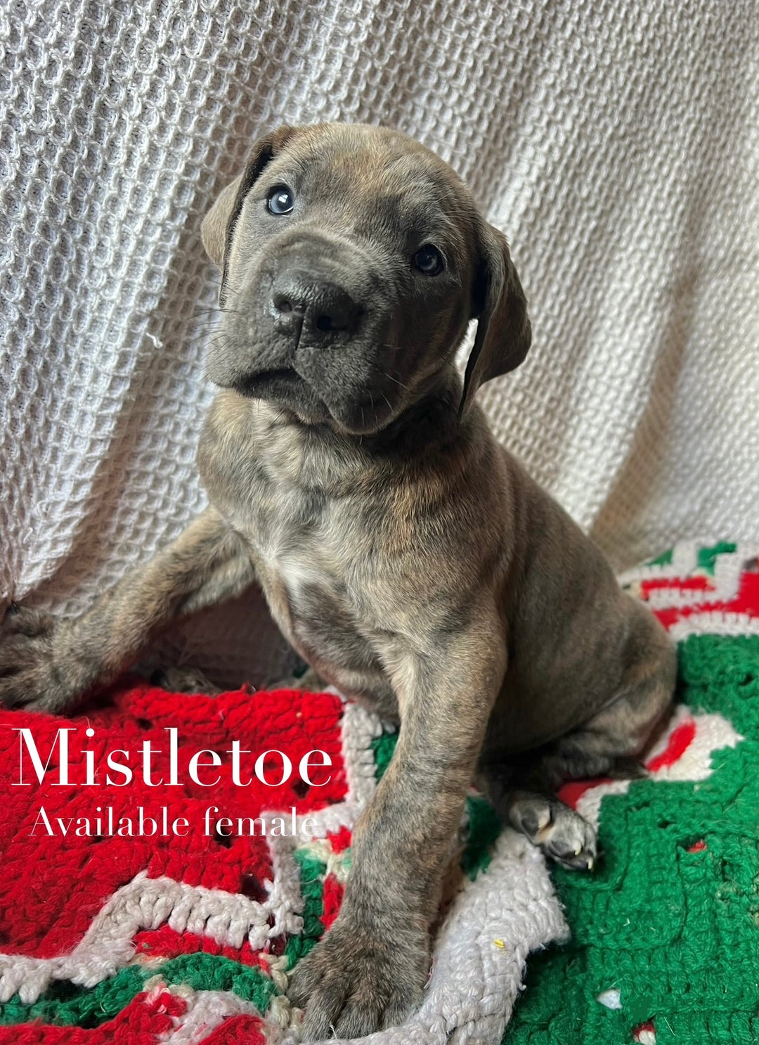 Great Dane dogs for sale: Mistletoe  - Ad 1