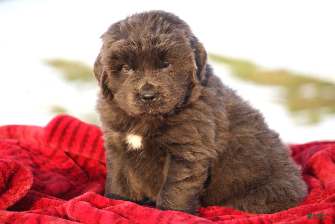 Newfoundland dogs for sale: Tess - Ad 2