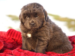 Newfoundland dogs Tess - Ad 23