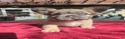 French Bulldog dogs for sale: Jazzy - Ad 3