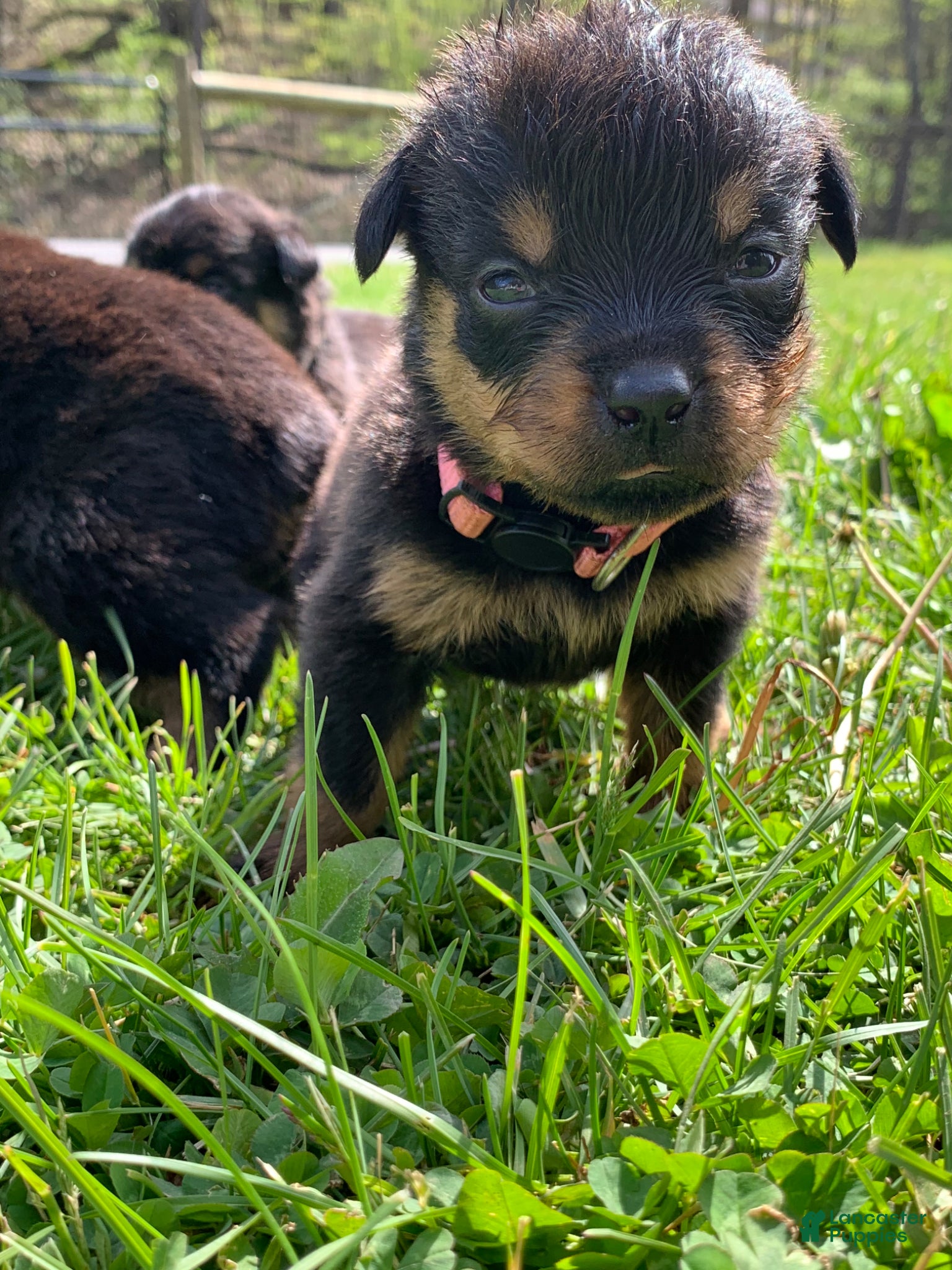 Rottweiler dogs Light Pink Female - Ad 29
