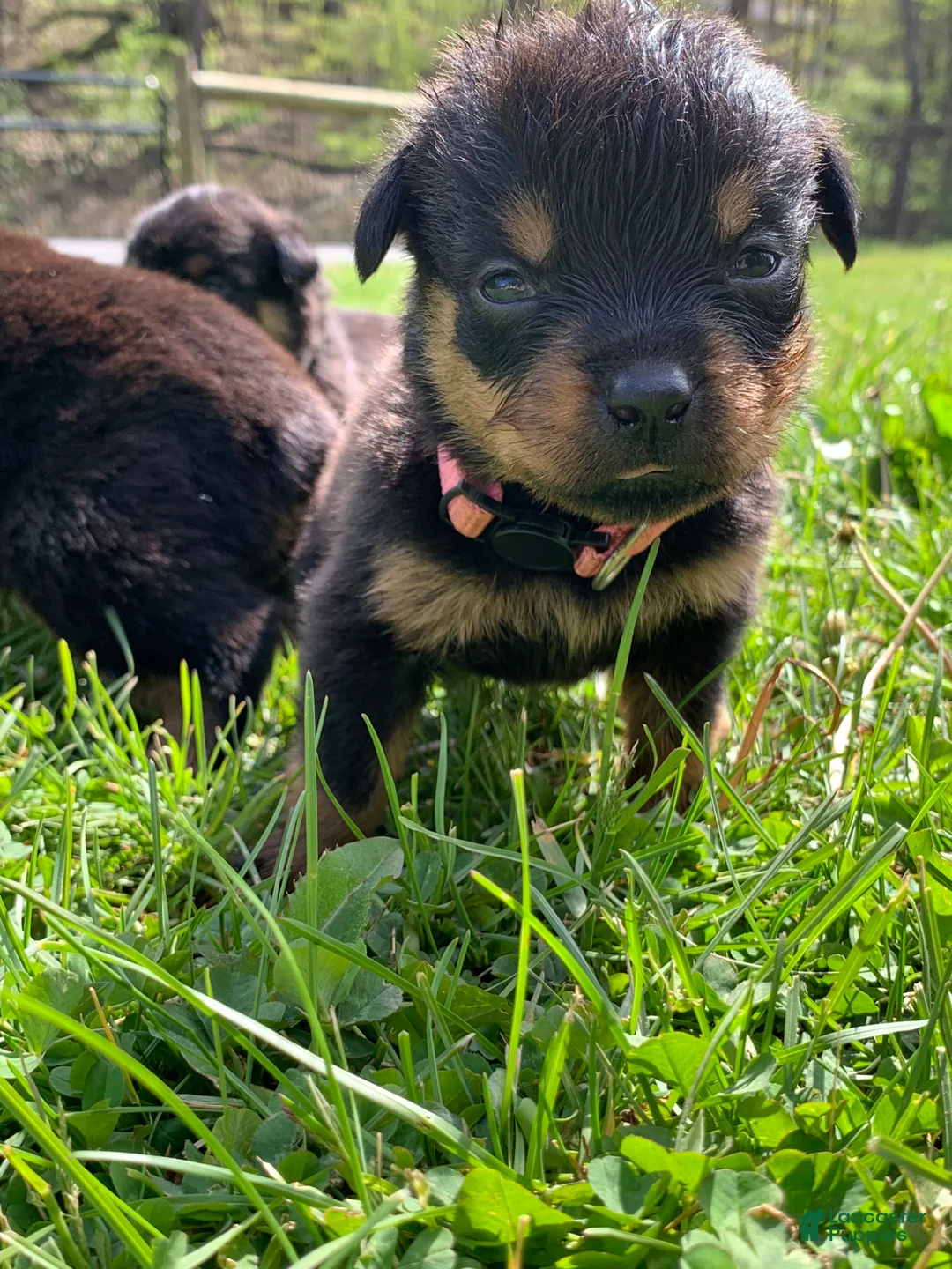 Rottweiler dogs for sale: Light Pink Female - Ad 2