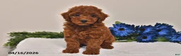 Miniature Poodle dogs for sale: Ellie - Ad 3