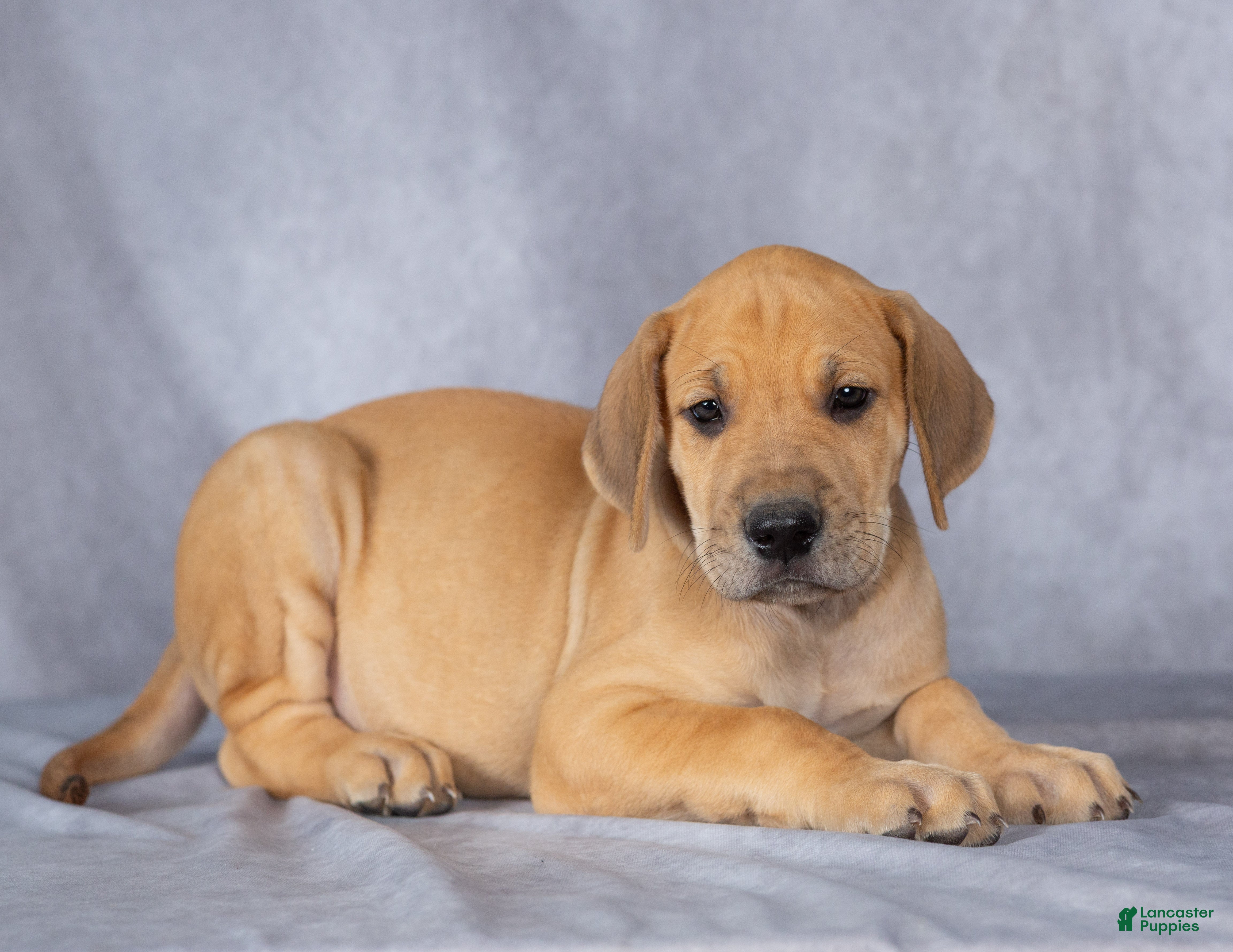 Great Dane dogs for sale: Max - Ad 2