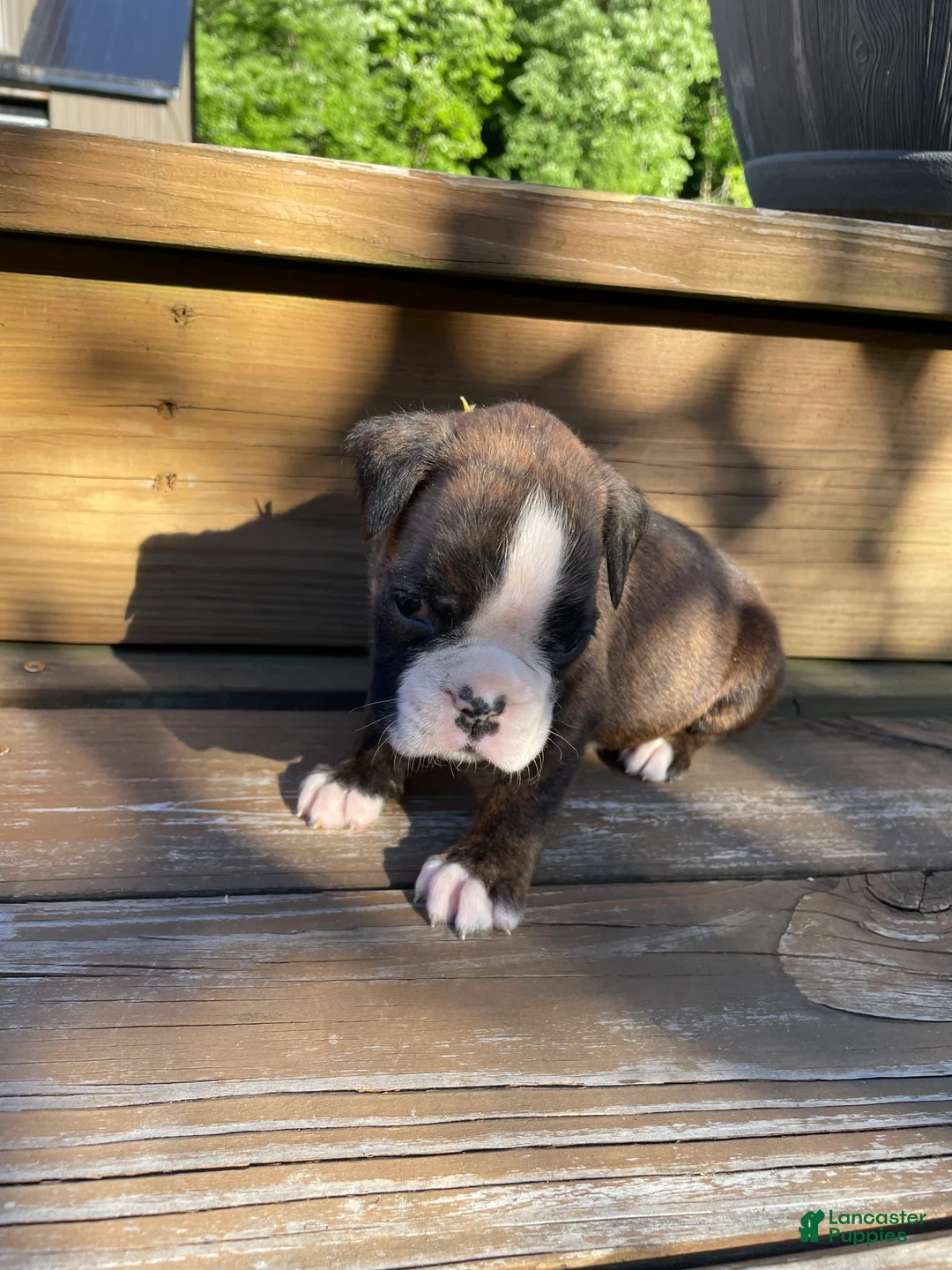 Boxer dogs for sale: Yellow - Ad 1