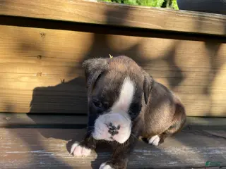 Boxer dogs for sale: Yellow - Ad 3