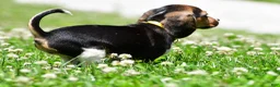 Beagle dogs for sale: Veronica - Ad 7