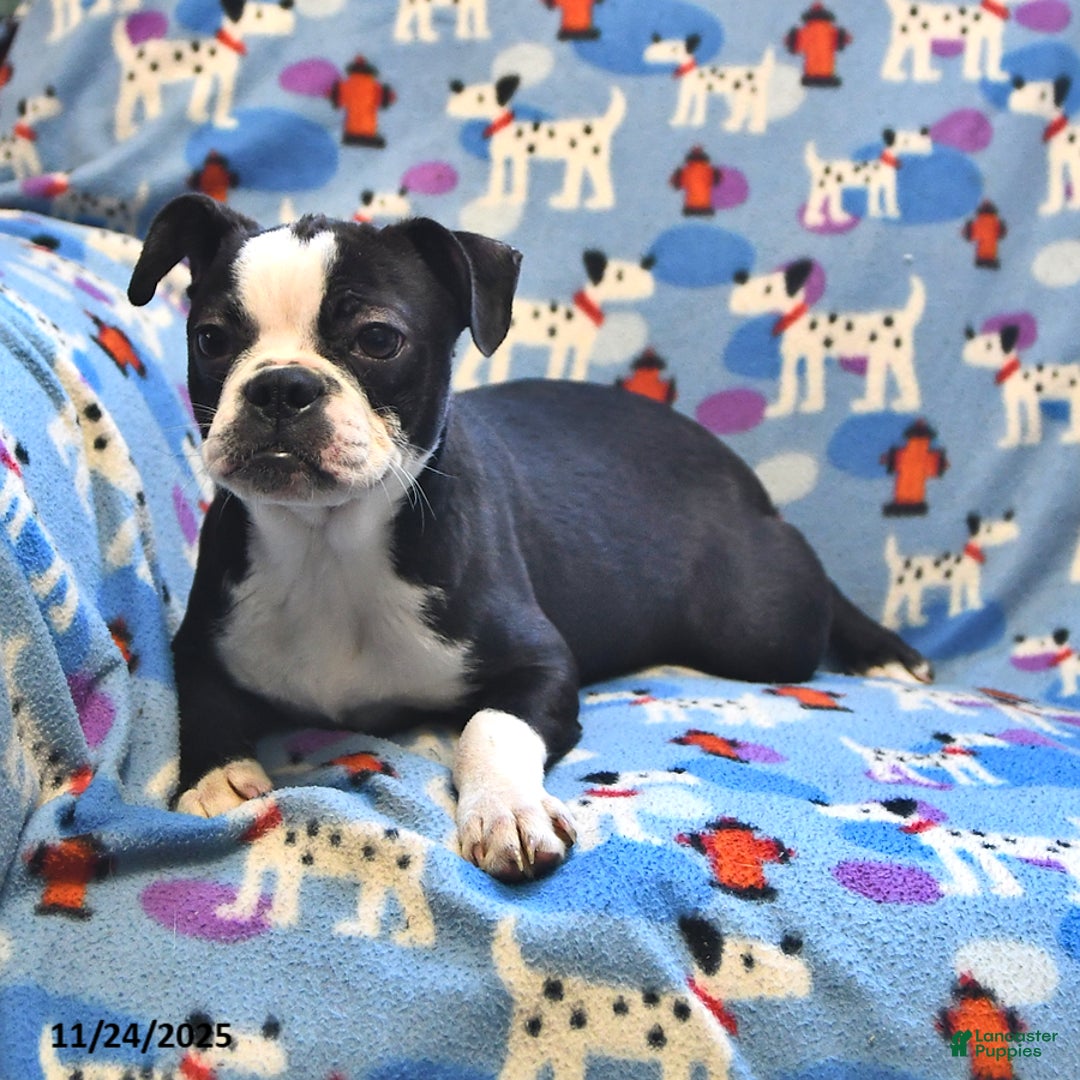 Boston Terrier dogs for sale: Hazel - Ad 2