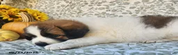 Saint Bernard dogs for sale: Harley - Ad 3