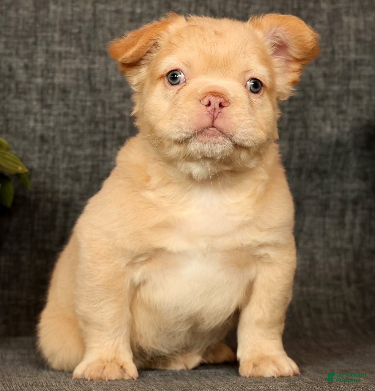 French Bulldog dogs Danny - Ad 2