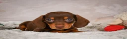 Miniature Dachshund dogs for sale: Snoopy - Ad 6