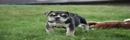 Beabull dogs for sale: Gigi - Ad 6