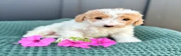 Mini Goldendoodle dogs for sale: SOPHIE - Ad 7