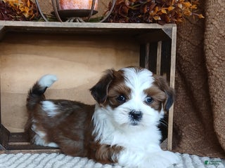 Havanese dogs - Ad 31