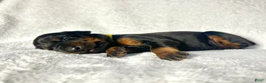 Doberman Pinscher Puppy 3