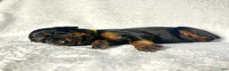 Doberman Pinscher dogs for sale: Doberman Pinscher Puppy 3 - Ad 1