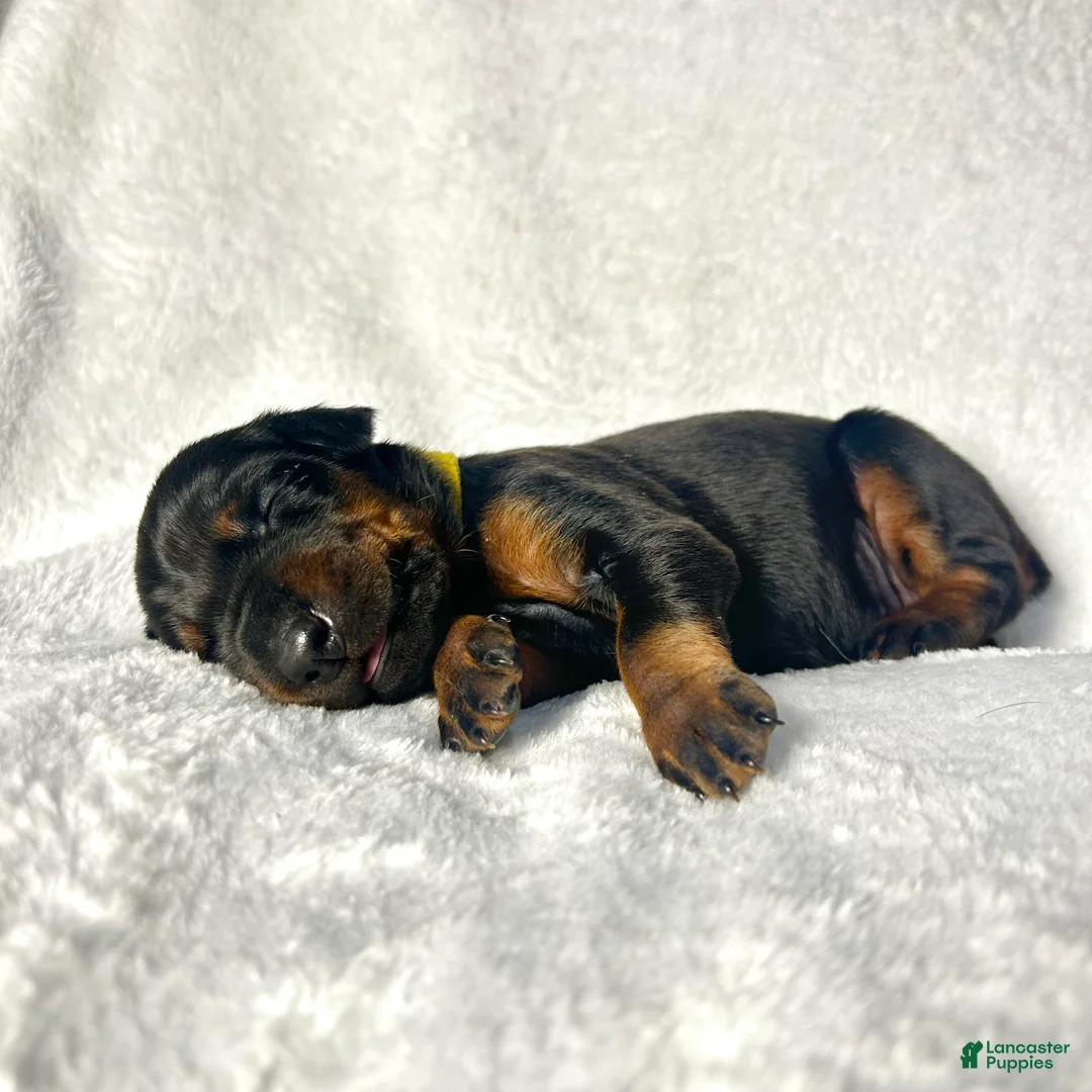 Doberman Pinscher dogs for sale: Doberman Pinscher Puppy 3 - Ad 1