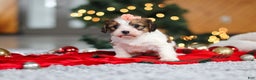 Cavachon dogs for sale: Dixie  - Ad 5