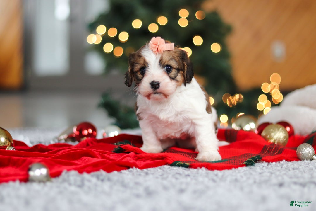 Cavachon dogs for sale: Dixie  - Ad 5