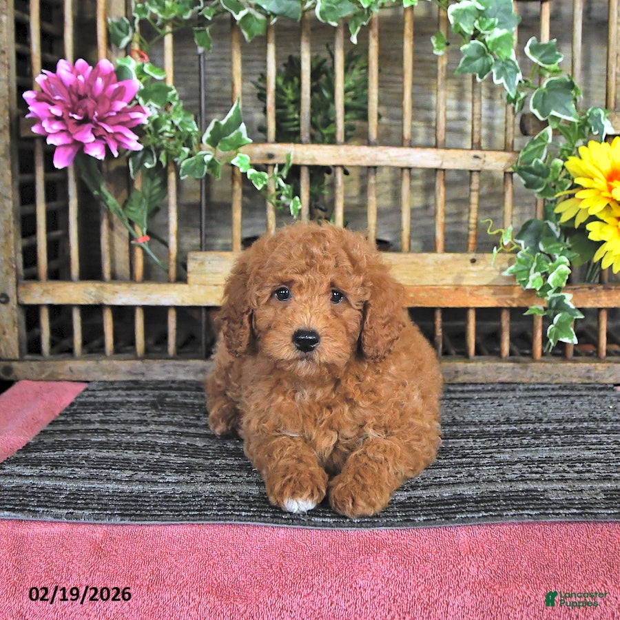 Mini Goldendoodle dogs Marshal - Ad 2