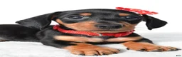 Miniature Dachshund dogs for sale: Diesel - Ad 8