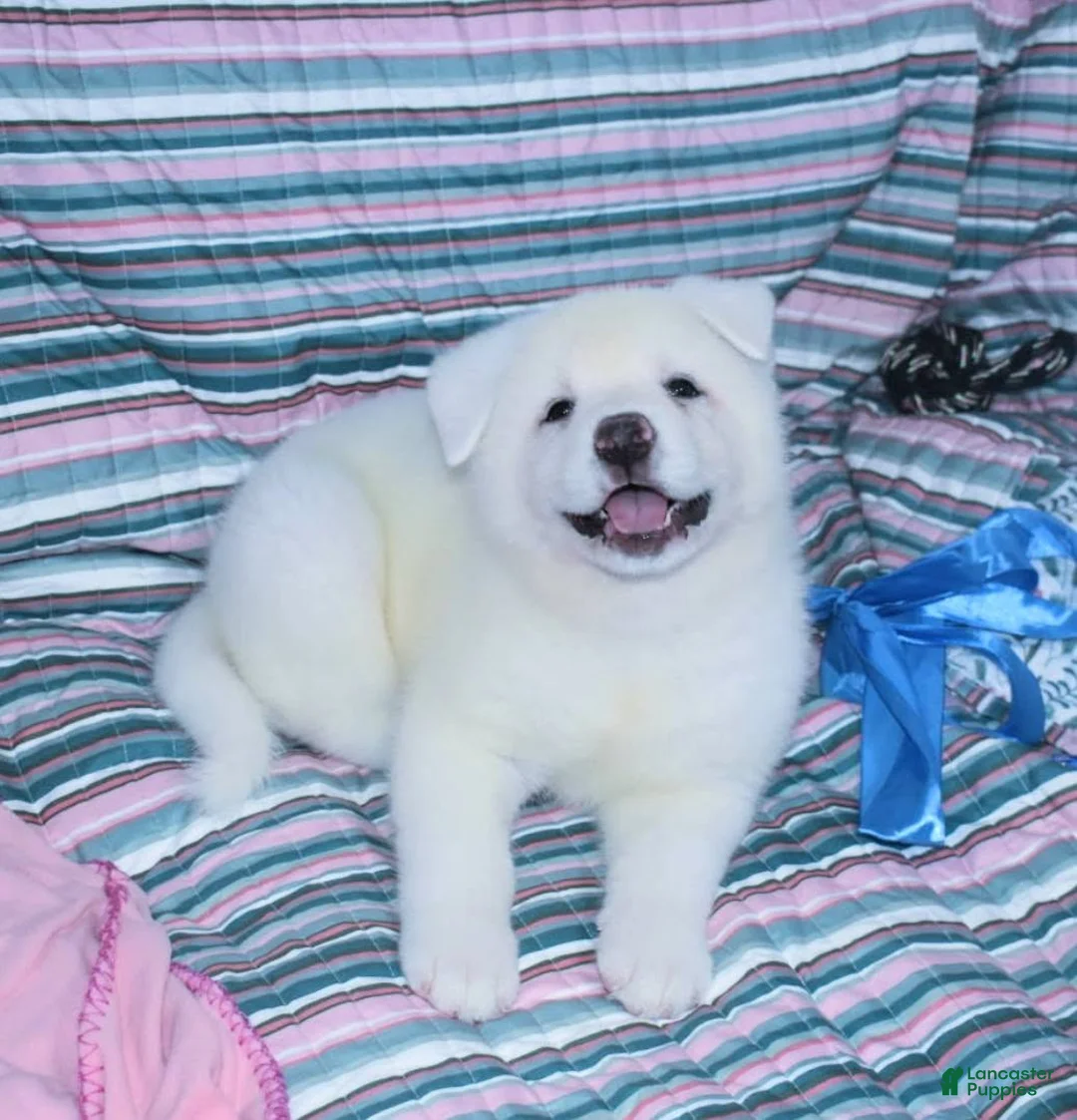 Akita dogs for sale: Zina - Ad 1