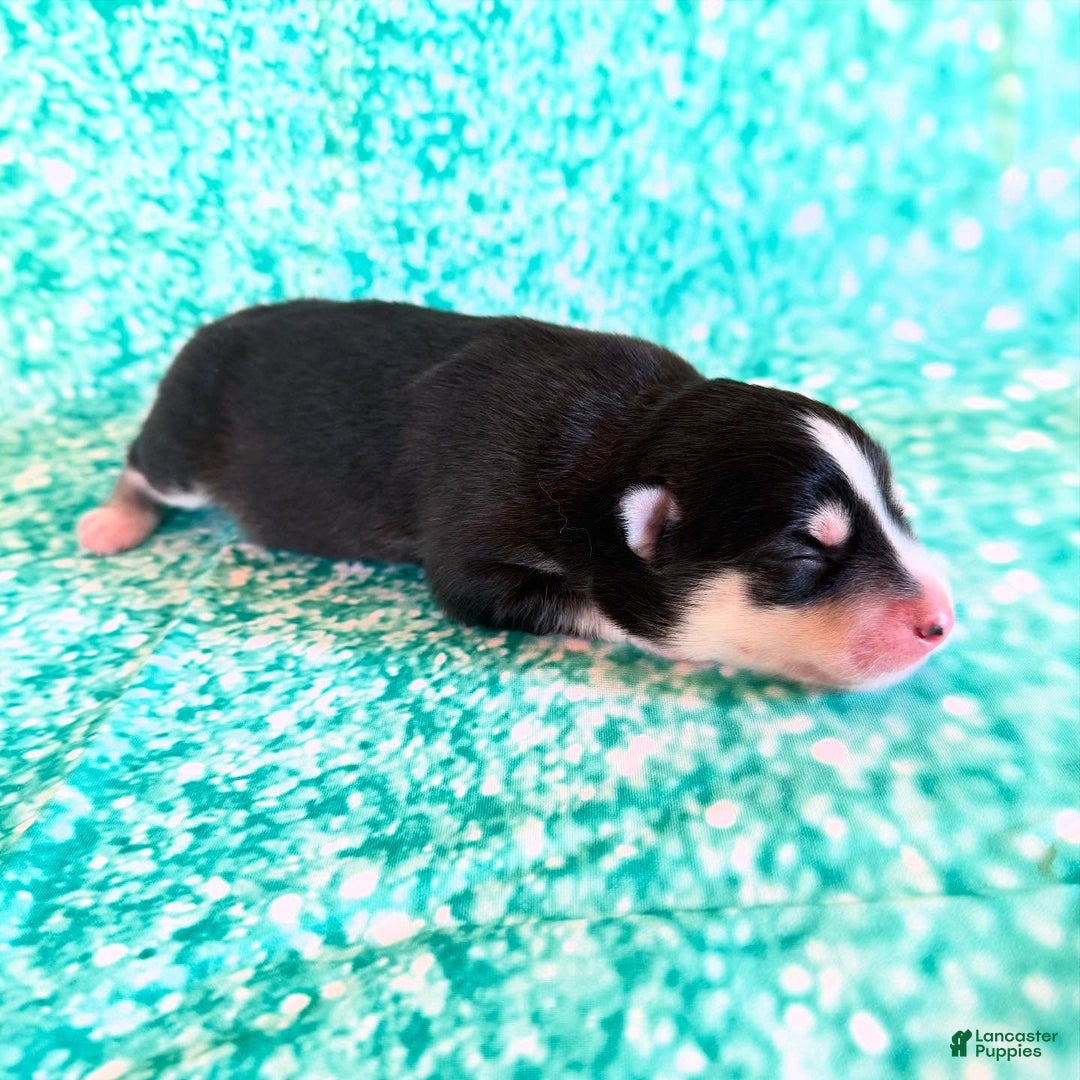 Pomsky dogs for sale: Lumi - Ad 14