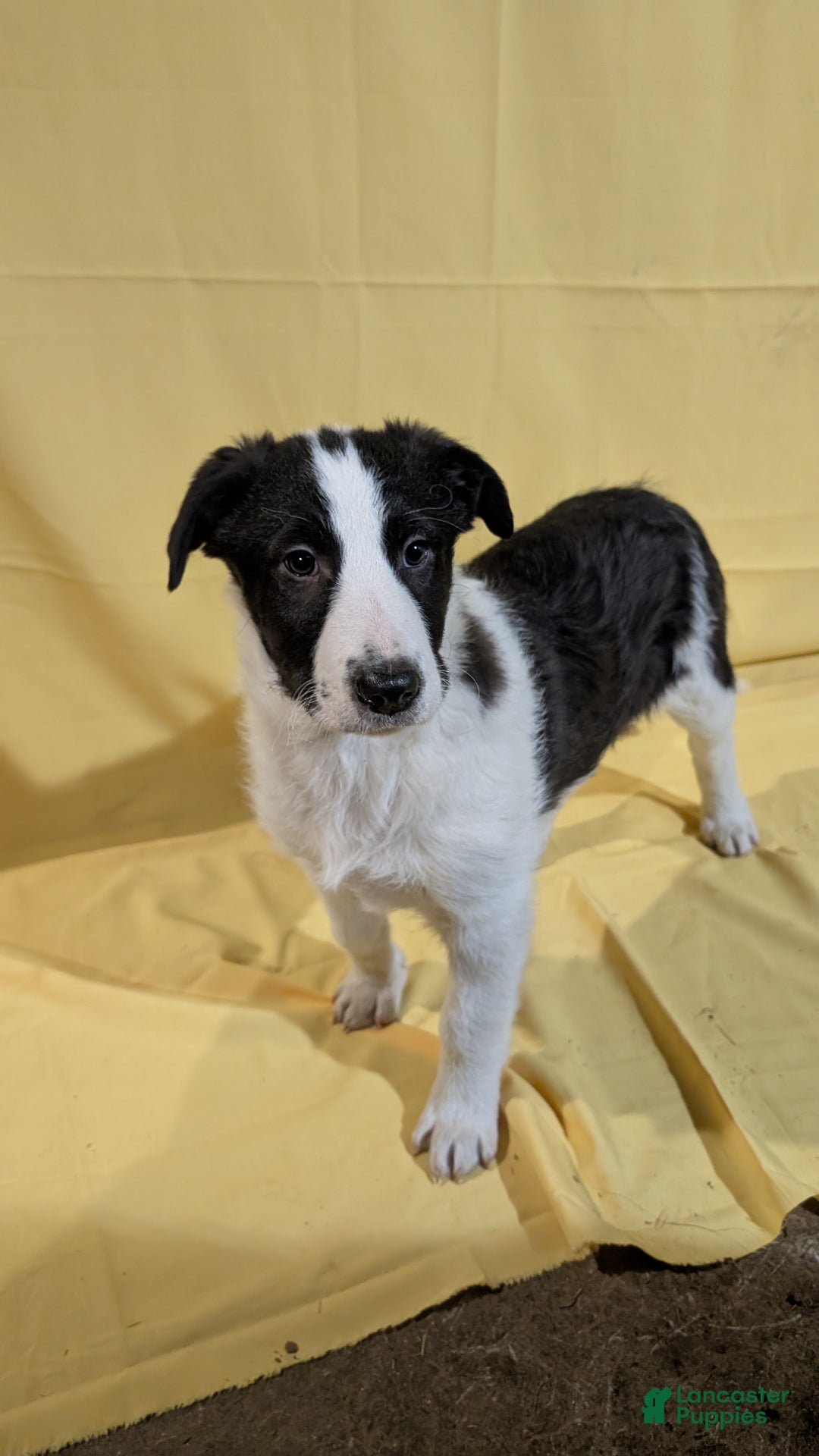 Mixed Breed dogs for sale: Mixed Breed Puppy 8 - Ad 1