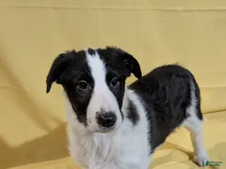 Mixed Breed dogs Mixed Breed Puppy 8 - Ad 33