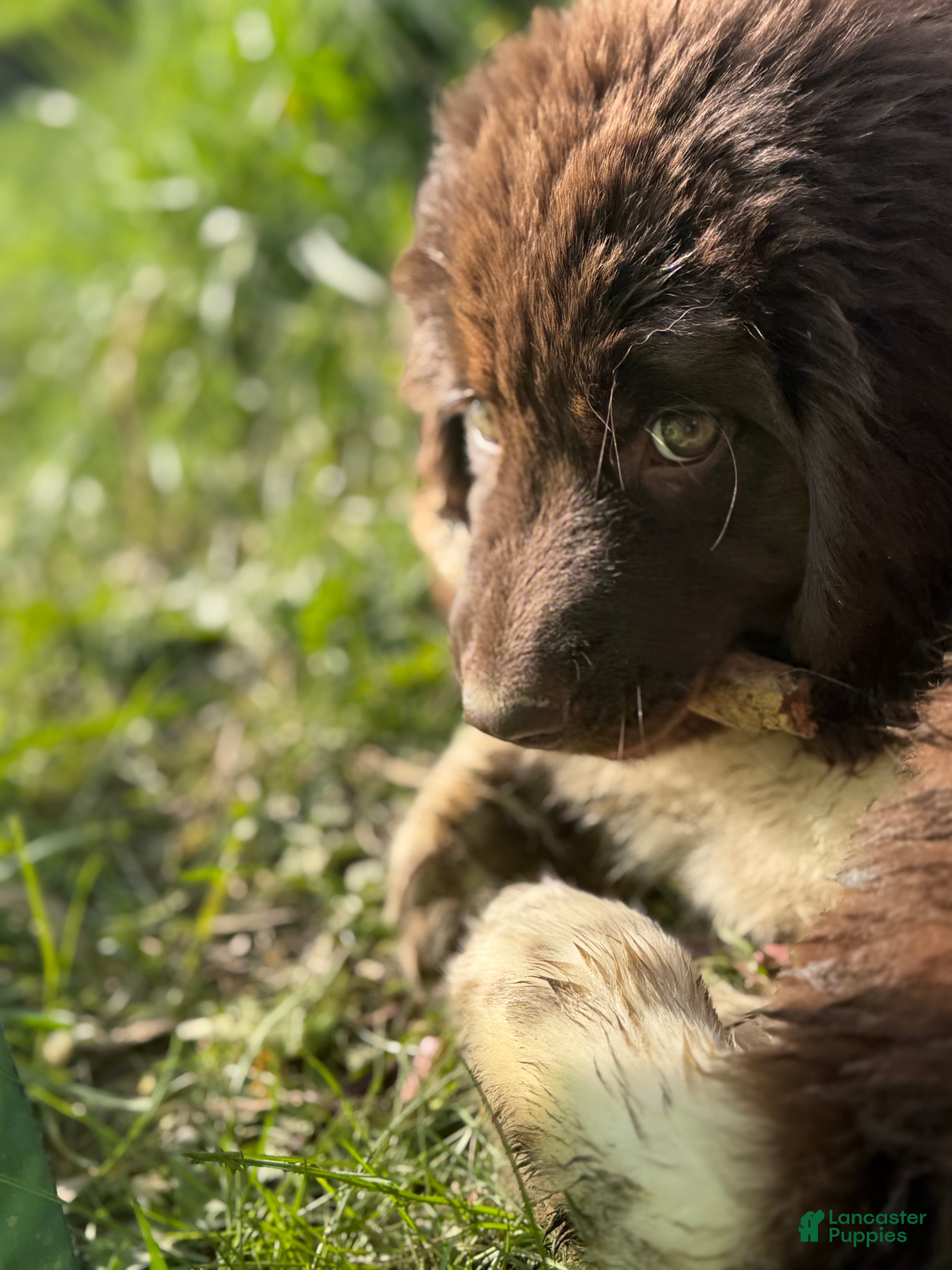 Newfoundland dogs Newfoundland Puppy 1 Echo - Ad 2