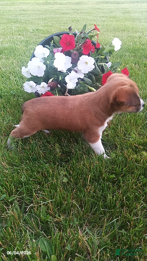 Mixed Breed dogs for sale: Shirley - Ad 5