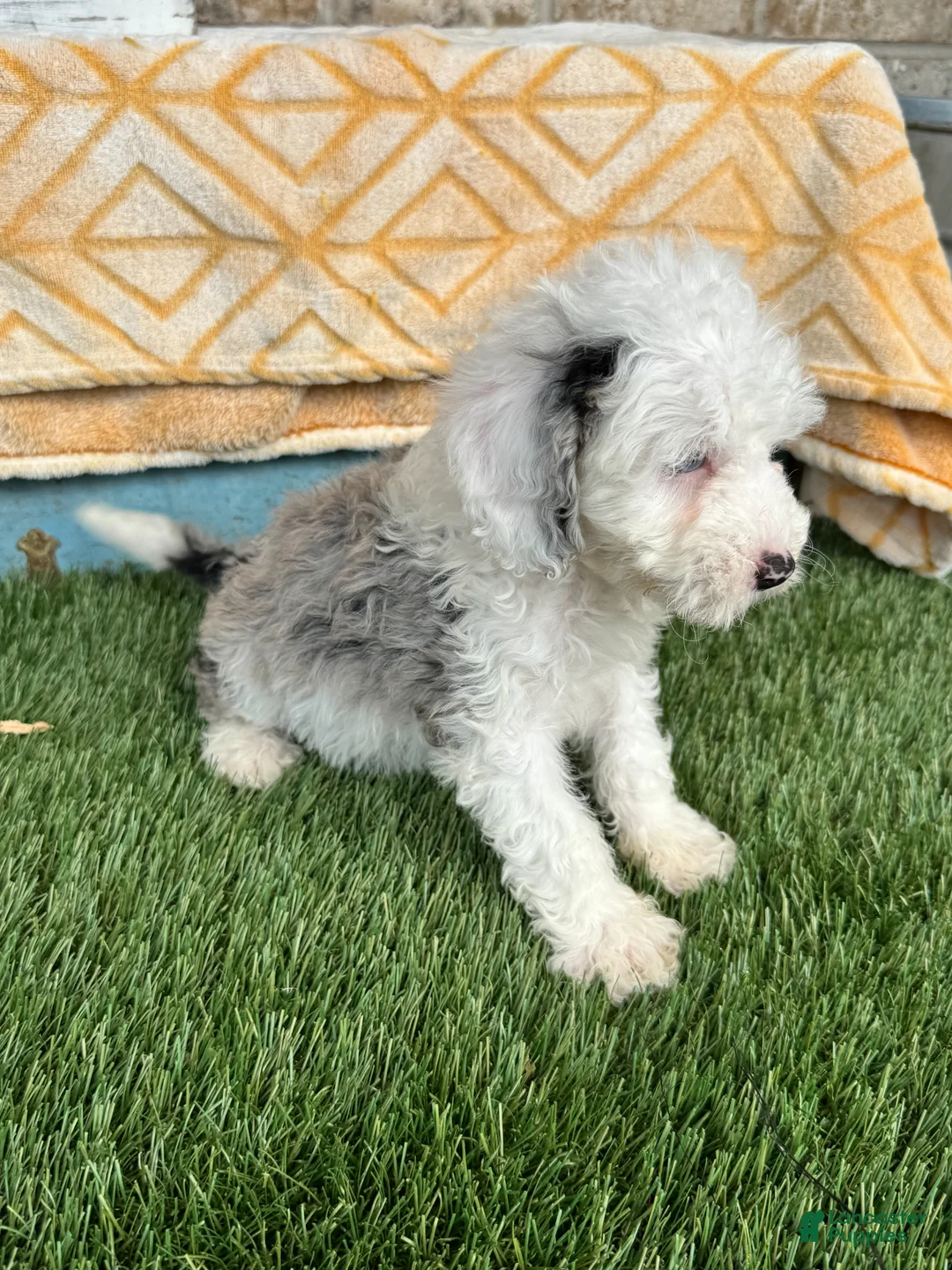 Mixed Breed dogs for sale: Nitro - Ad 2