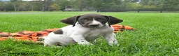German Shorthaired Pointer dogs for sale: Siren - Ad 3