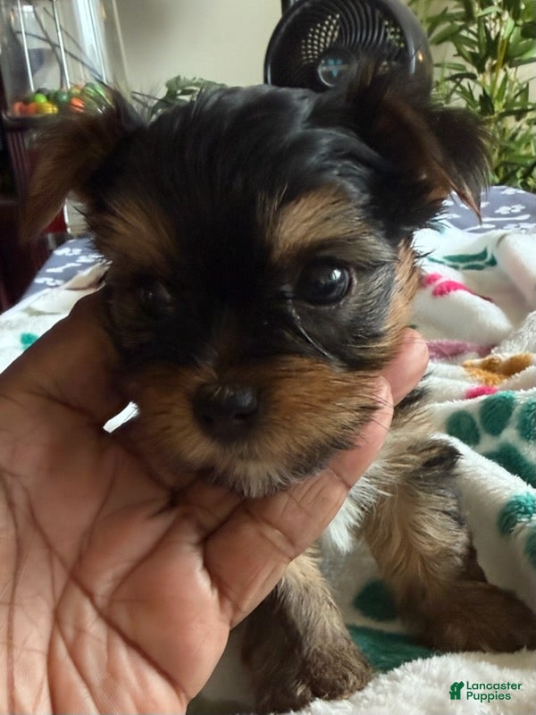 Yorkshire Terrier dogs Tom Cruise - Ad 16