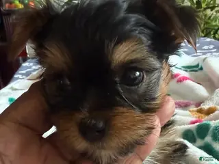 Yorkshire Terrier dogs Tom Cruise - Ad 16