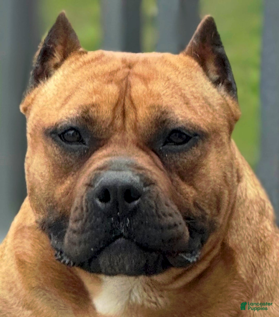 American Bully dogs for sale: American Bully  - Ad 4