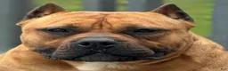 American Bully dogs for sale: American Bully  - Ad 4