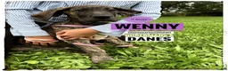 Great Dane dogs for sale: Wenny - Ad 15