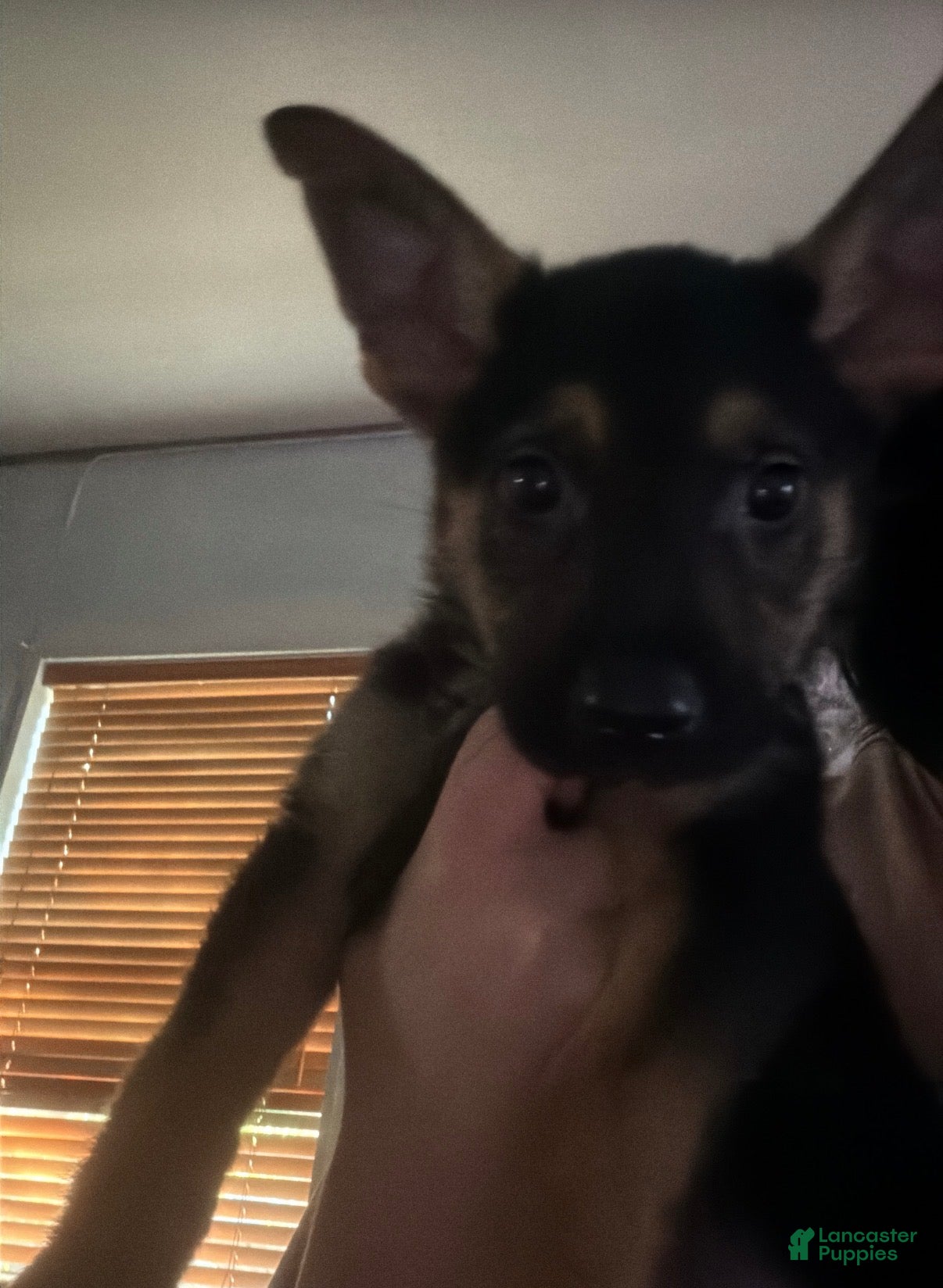 German Shepherd dogs German Shepherd 1 - Ad 11