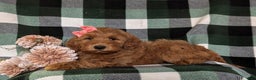 Mini Goldendoodle dogs for sale: Anabelle Hypoallergenic - Ad 4